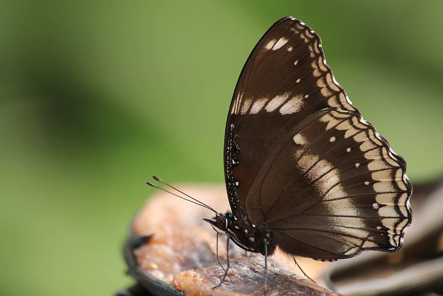 brown butterfly perching on brown and red surface, insect, black HD wallpaper