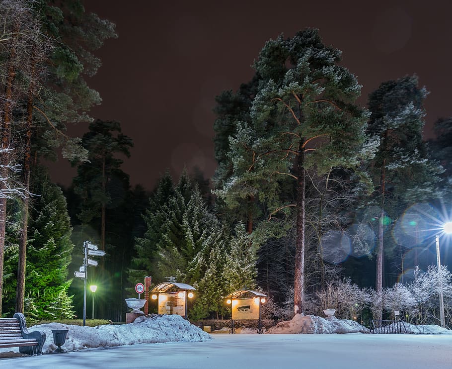 trees, winter, snow, night, lights, plant, cold temperature HD wallpaper