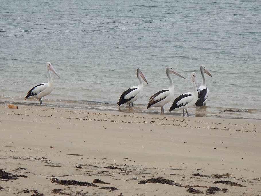 australian pelicans, pelecanus conspicillatus, waterbird, group of animals, HD wallpaper