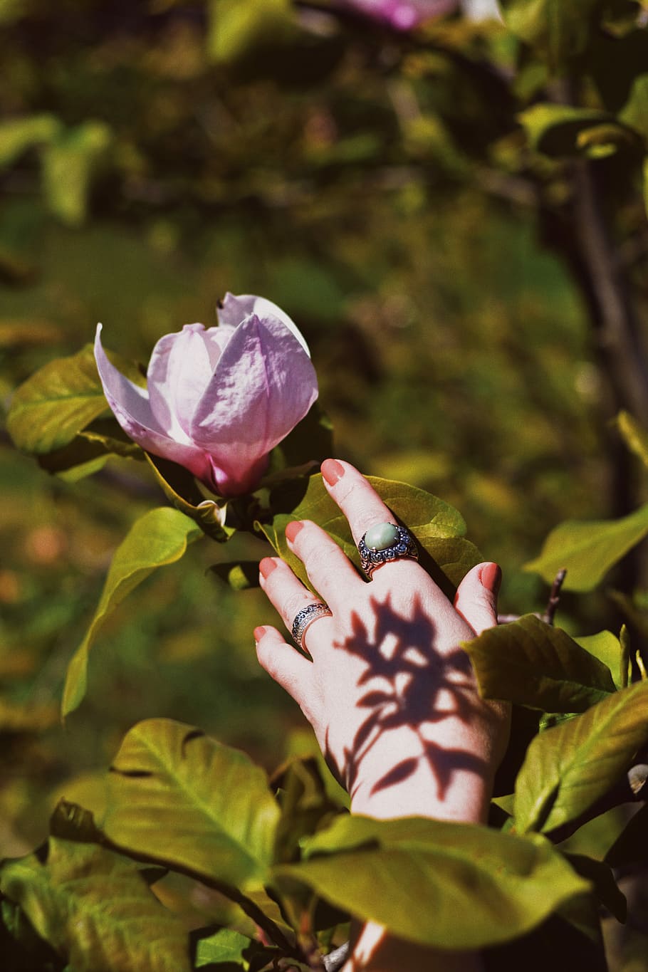 person wearing silver-colored ring holding purple magnolia flower during daytime, person's hand near pink petaled flower HD wallpaper