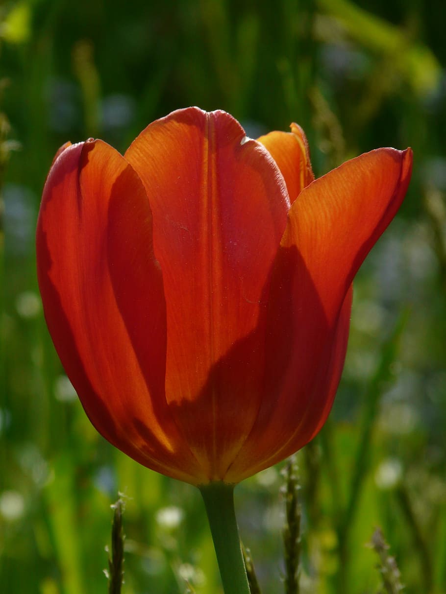 tulip, red, spring, light, bloom, flora, flowering plant, vulnerability HD wallpaper