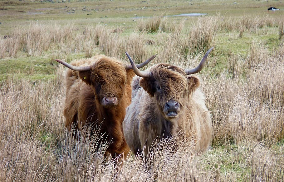 two brown cattles on brown grass field, highland beef, scotland
