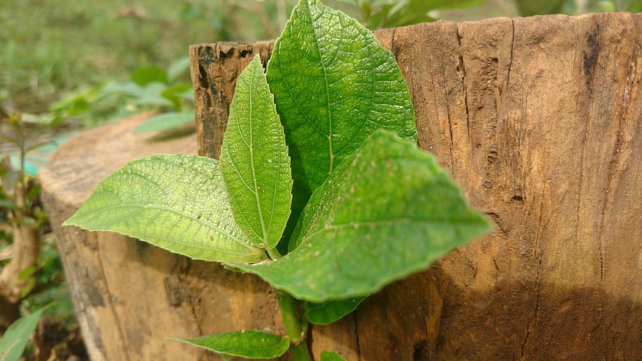 leafs, tree, green, plant part, animal themes, green color HD wallpaper