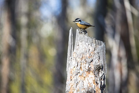 shallow focus photography of blue and yellow bird on tree trunk during daytime HD wallpaper