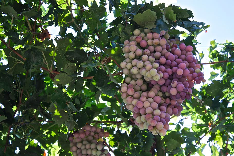 grapes, vineyard, winery, food and drink, healthy eating, fruit HD wallpaper