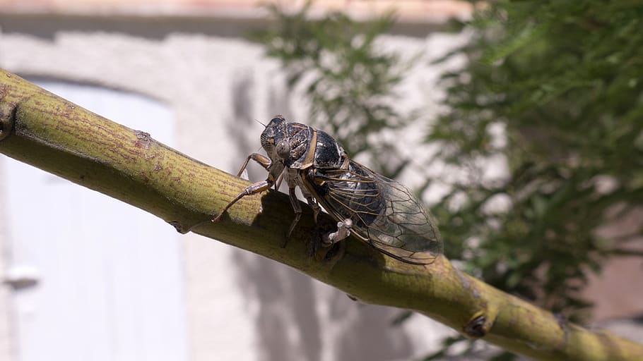 cicada, insect, marseille, animal themes, animal wildlife, one animal HD wallpaper