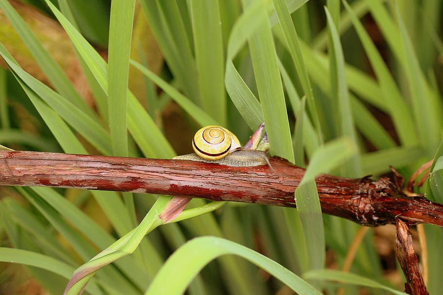 snail, shell, seashell, crawl, molluscum, the creation of, nature HD wallpaper