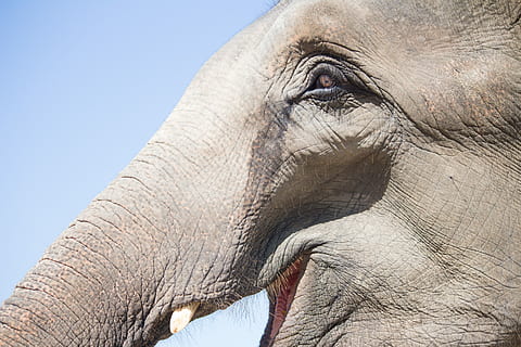 elephant face profile