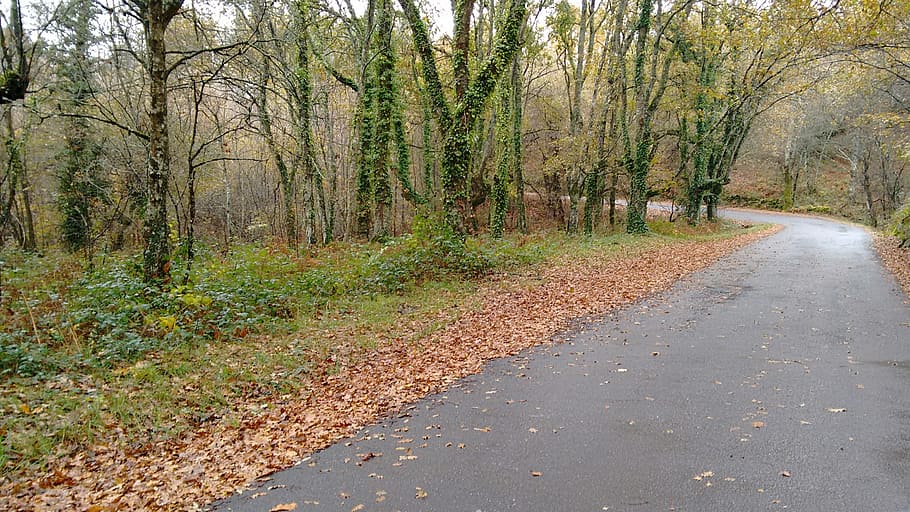 leaves, trees, road, plant, the way forward, direction, forest HD wallpaper