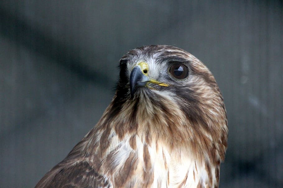 buzzard, sarich, buteo buteo, predator, beak, eye, bird of prey HD wallpaper