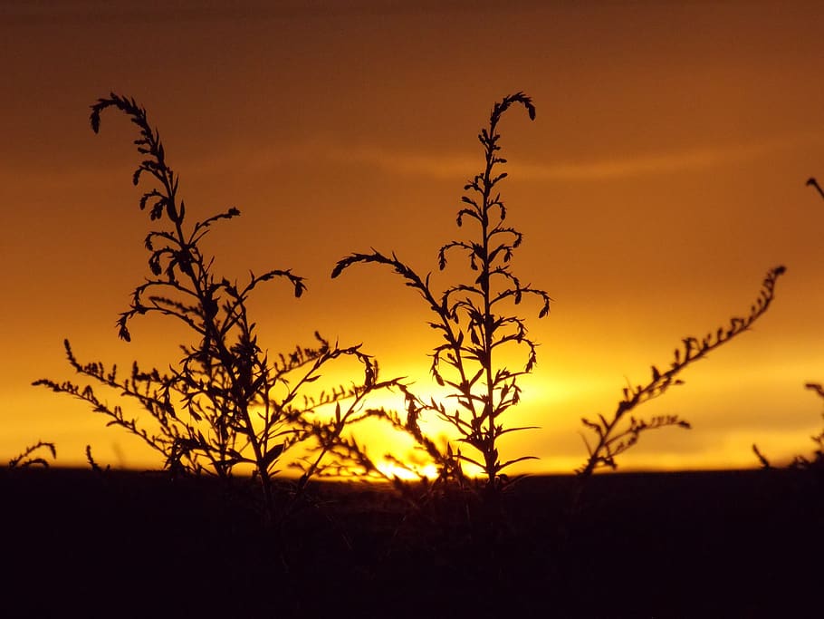 summer, sunset, nature, silhouette, sky, beauty in nature, plant HD wallpaper