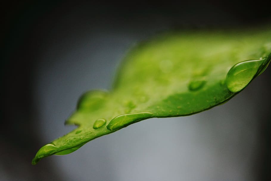 close-up photo of leaf with water dew, Leaves, Water, Drop HD wallpaper