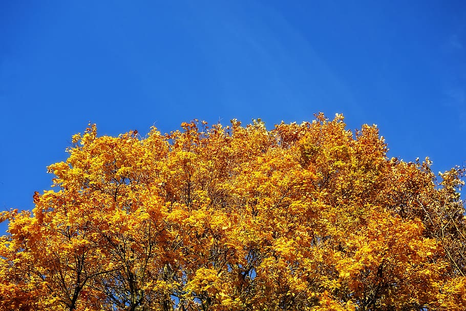 tree, tree top, autumn tree, foliage, autumn foliage, deciduous tree HD wallpaper