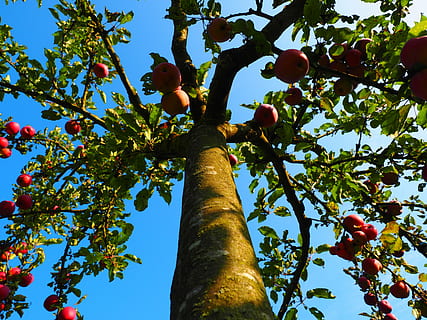 apple tree, tribe, log, orchard, fruit, red, frisch, healthy HD wallpaper
