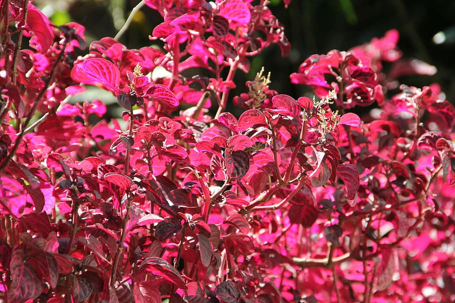 flower, blossom, bloom, spring, plant, summer flower, flowering plant HD wallpaper