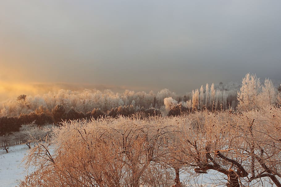 snow covered field near tall trees, ice, frozen, freezing, cold HD wallpaper