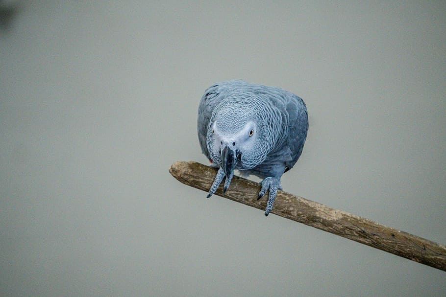 African gray parrot perched on branch, African Grey Parrot, bird, HD wallpaper