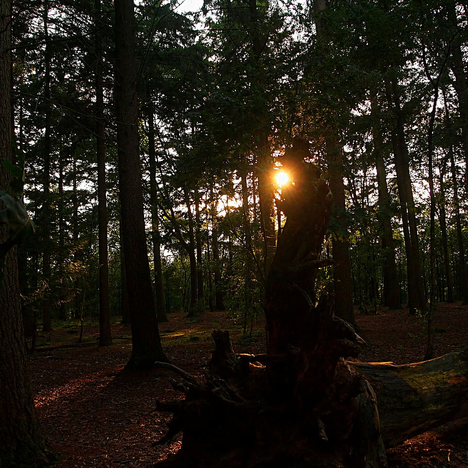 evening, dark, sunset, forest, trees, atmosphere, powerful HD wallpaper