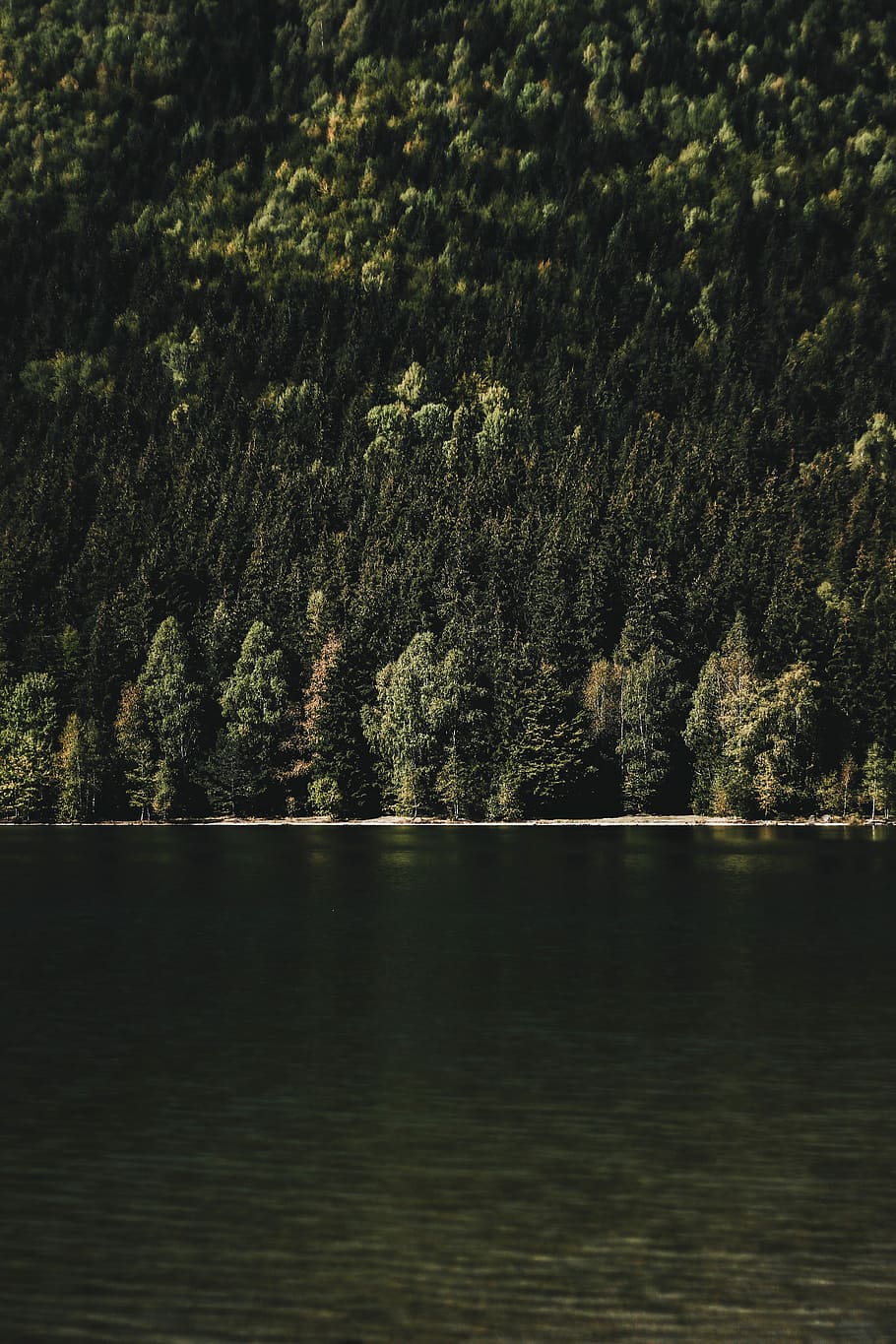 landscape photography of body of water beside green tree covered mountain, green tress beside body of water HD wallpaper