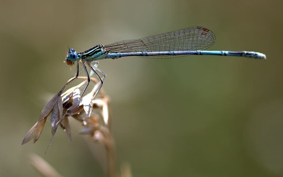 dragonfly, insecta, wings, plant, nature, animal themes, invertebrate HD wallpaper