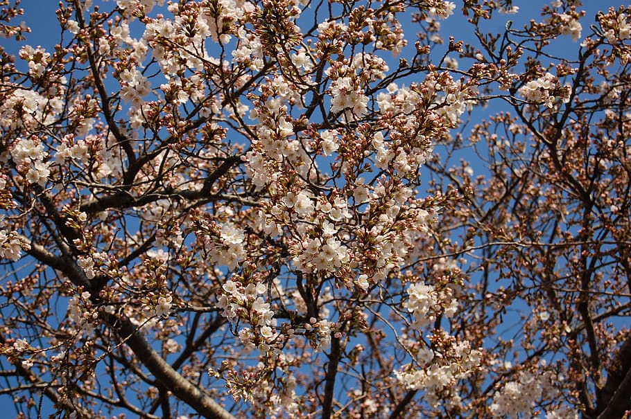 cherry blossoms, spring, blue sky, low angle view, tree, plant HD wallpaper