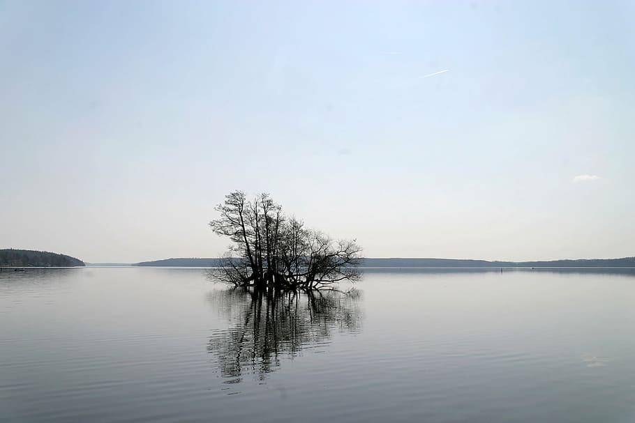 tree at the middle of body of water, lake, landscape, natural water HD wallpaper