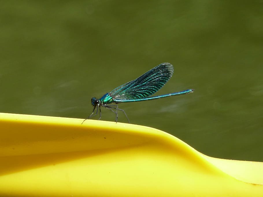dragonfly, insect, blue, yellow, nature, summer, bright, flight insect HD wallpaper