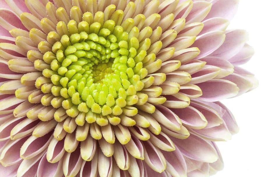 chrysanthemum, macro, green, pink, purple, close, plant, flower HD wallpaper
