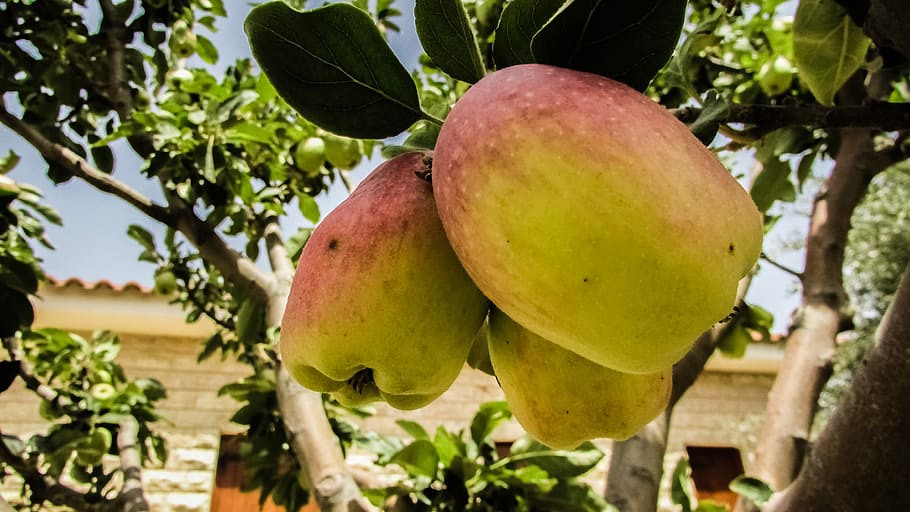 Apple, Fruit, Garden, Tree, Food, fresh fruit, freshness, nature HD wallpaper
