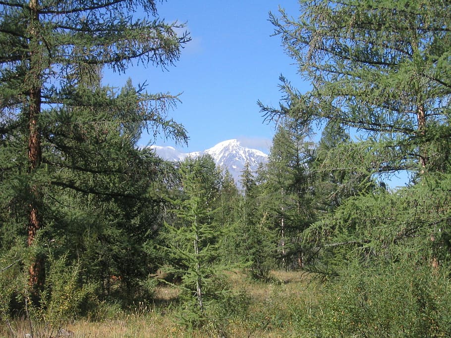 forest, nature, mountain, landscape, altai, tree, scenics, plant HD wallpaper