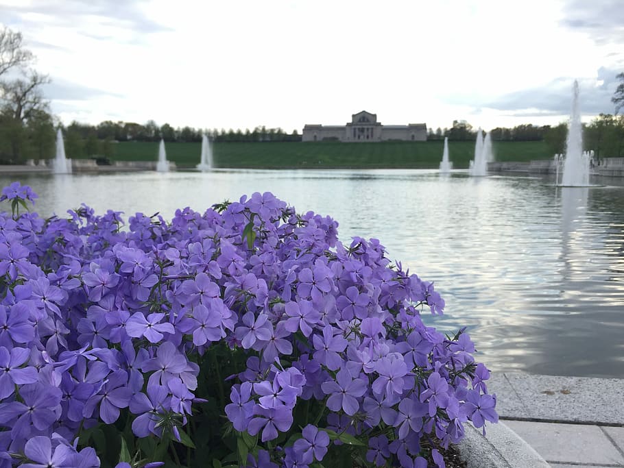 Flower, Purple, Fountain, Garden, Spring, purple flowers, emerson grand bas...