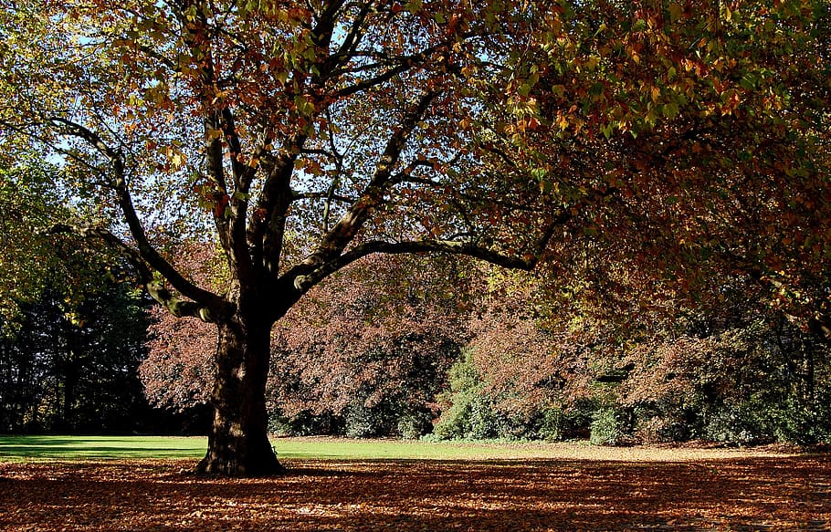 tree, autumn, colorful, trees, forest, glade, autumn forest HD wallpaper