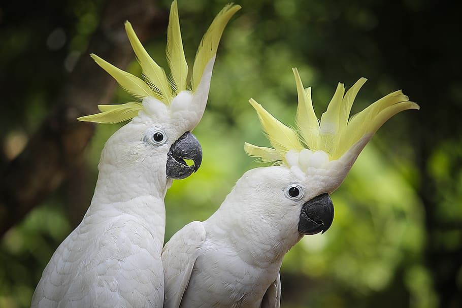 two white parrots, bird, animals, view, older sibling, nature, HD wallpaper