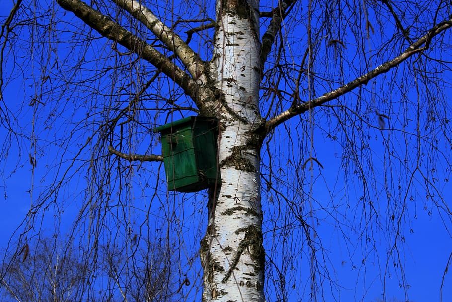 aviary, tree, birch, bird feeder, sky, blue, azur, aesthetic HD wallpaper