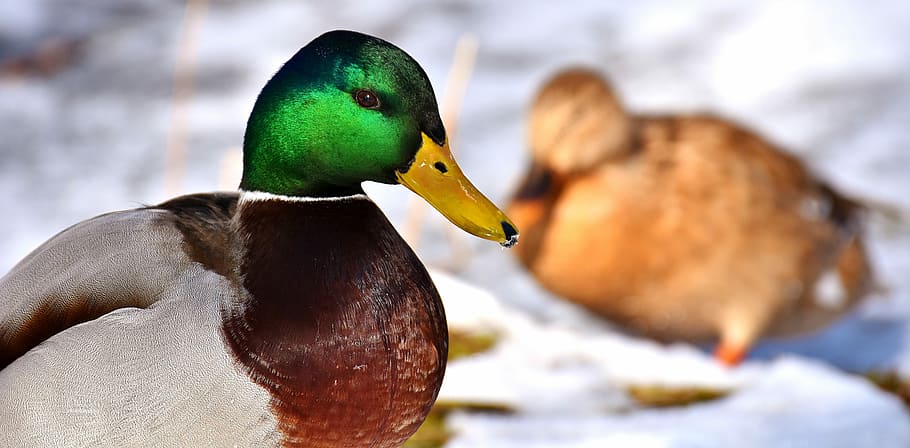 mallard duck on snow terrain close-up photo, males, bread, eat HD wallpaper