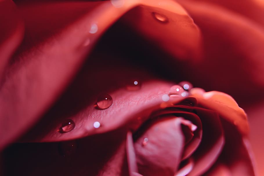 macro photo of red rose with water, closeup photo of red rose in bloom HD wallpaper