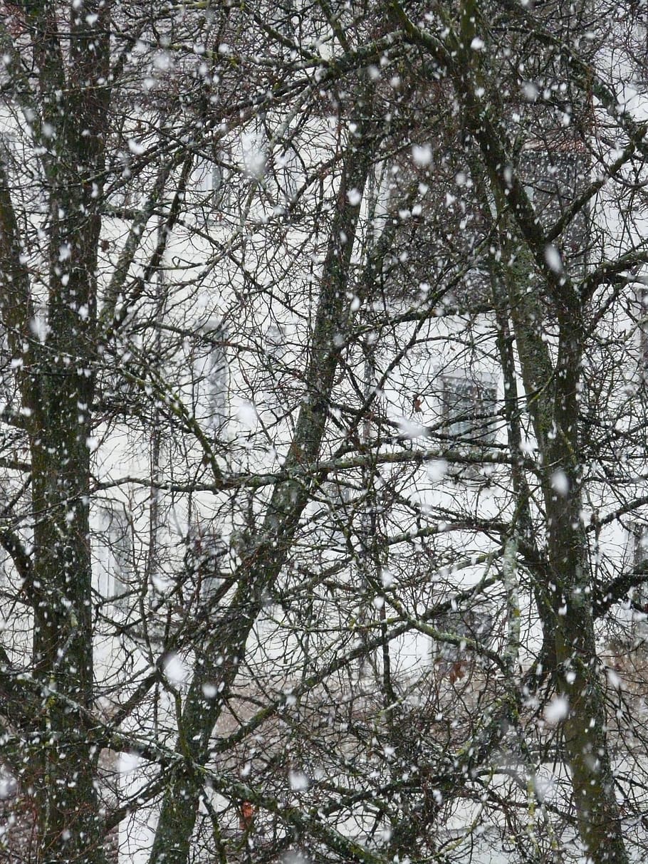 snowfall, snowflakes, blizzard, winter, winter dream, cold HD wallpaper