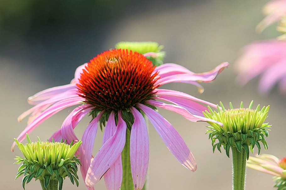 sun hat, blossom, bloom, pink, garden, plant, flower, flowering plant HD wallpaper
