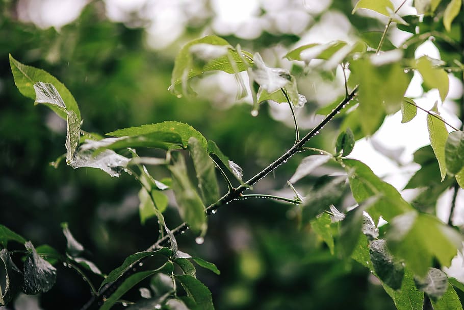 Wet spring garden, rain, leaves, trees, cobblestone, twig, branch HD wallpaper