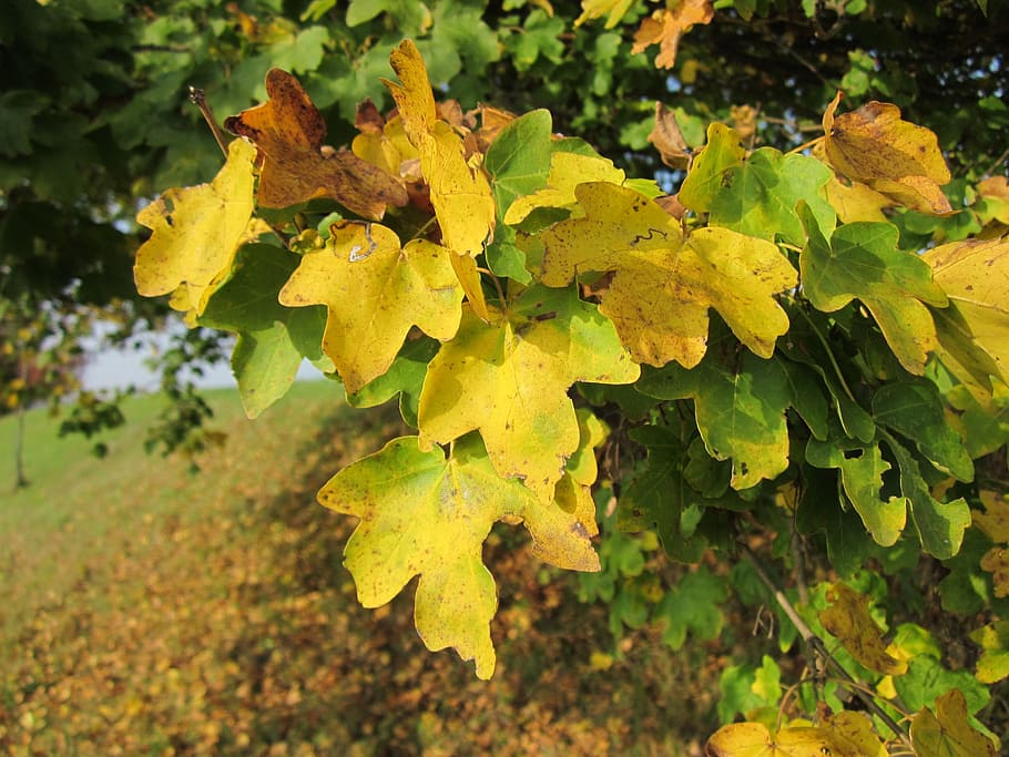 acer campestre, field maple, hedge maple, leaves, tree, autumn, HD wallpaper