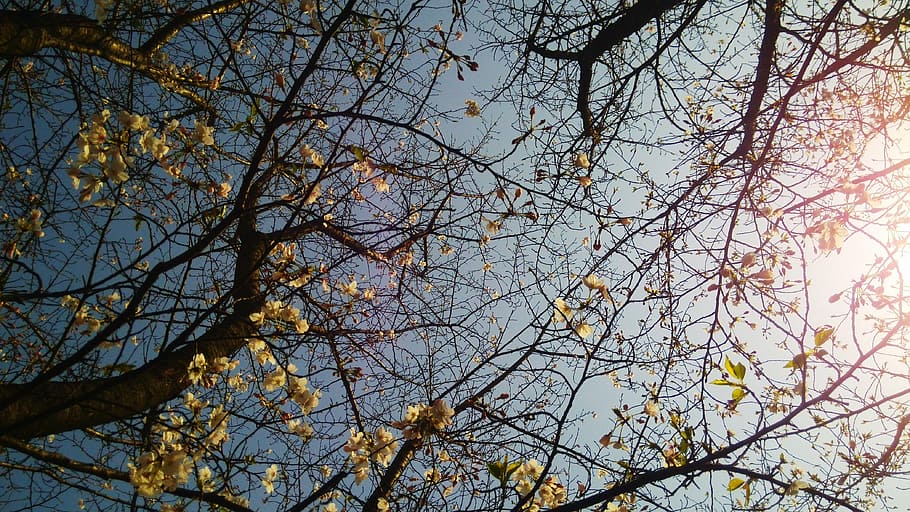 tree, forest, sunshine, plant, color, spring, branch, bare tree HD wallpaper