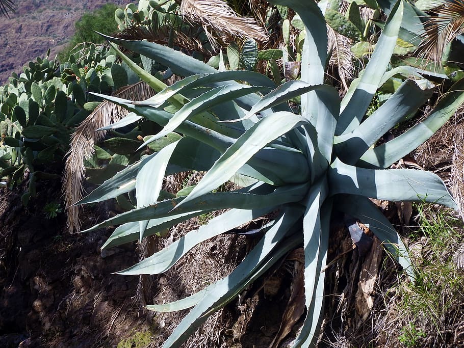 agave, cactus, plant, growth, nature, no people, day, land HD wallpaper