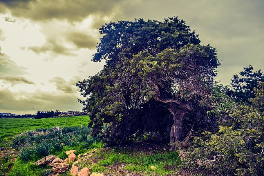 green tree under grass field under gray sky, meadow, landscape HD wallpaper
