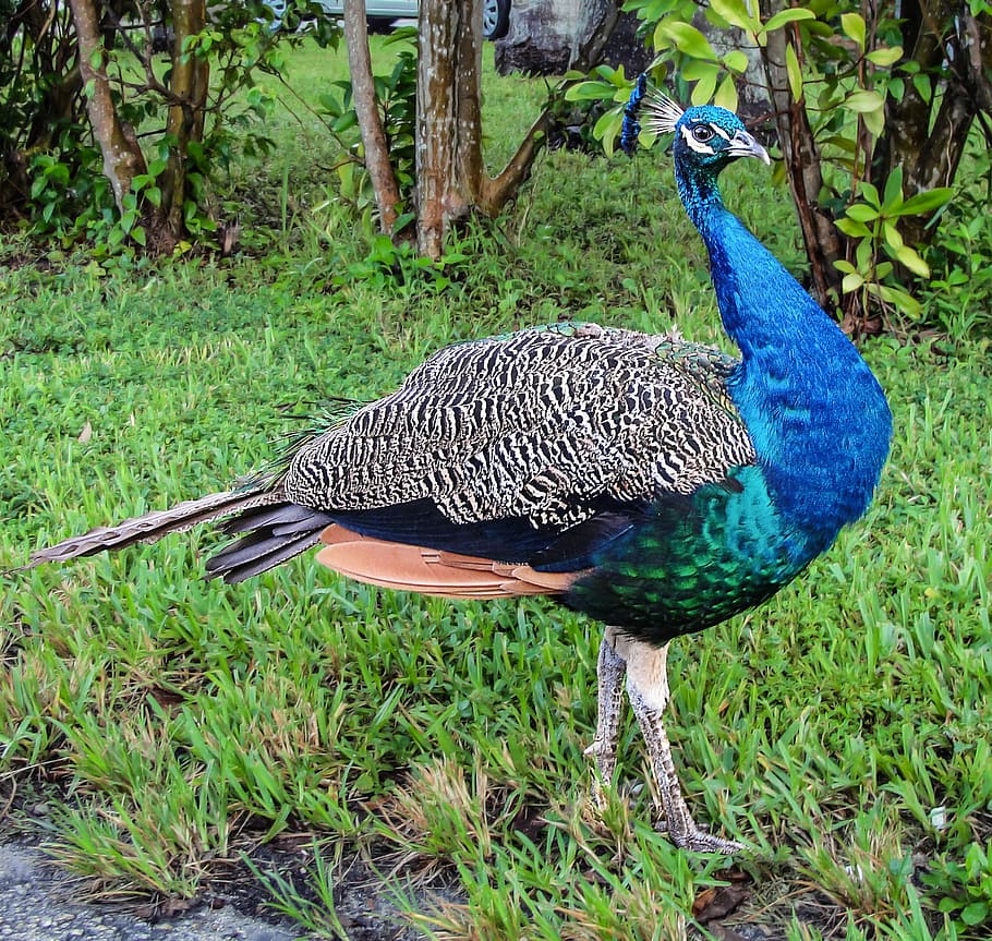 Peacock, Ave, Animals, Fauna, blue, bird, animals in the wild HD wallpaper