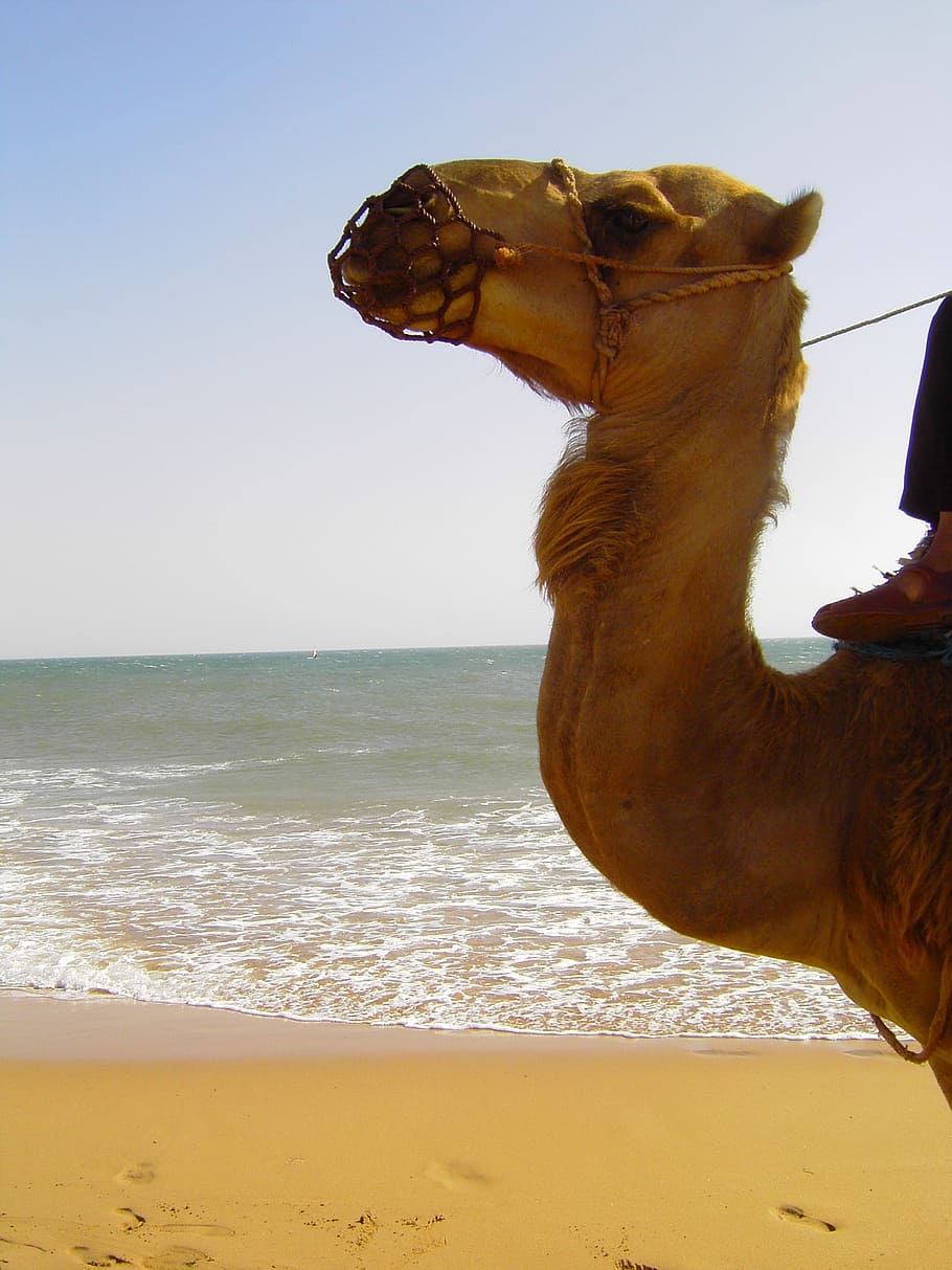 close-up photo of brown camel standing on seashore, seaside, sand, HD wallpaper