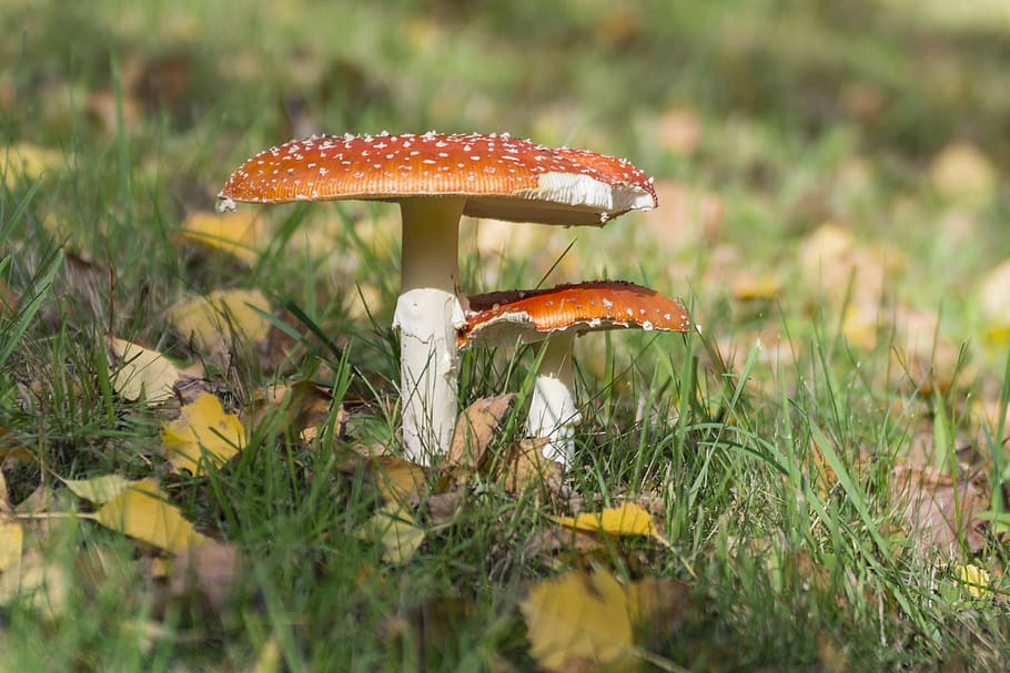 Fly Agaric, Meadow, Spotted, autumn, close up, white dots, red HD wallpaper