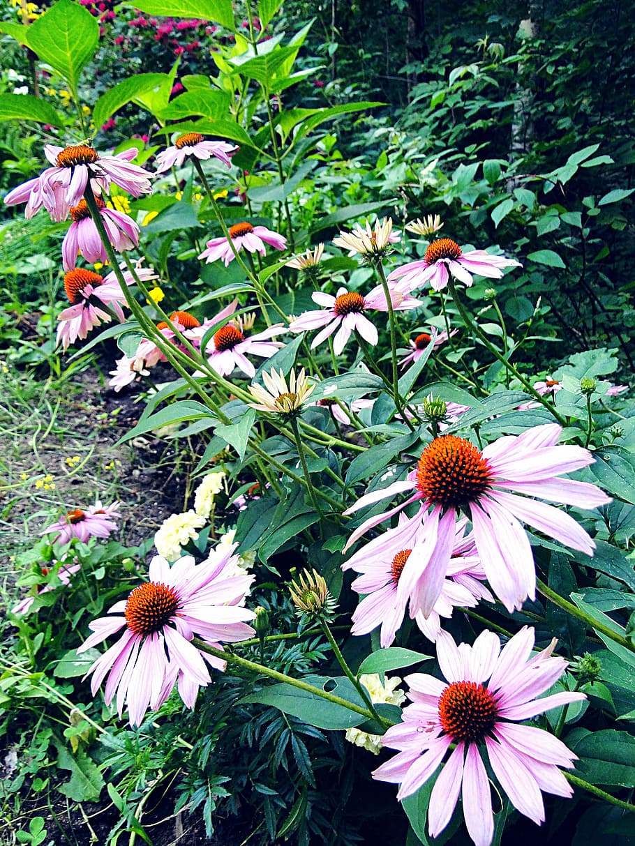 coneflower, echinacea, border, purple, tall, plants, garden HD wallpaper