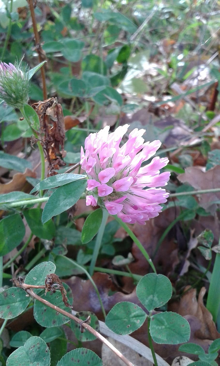 four-leaf clover, nature, flower, bloom, grass, plant, flowering plant HD wallpaper
