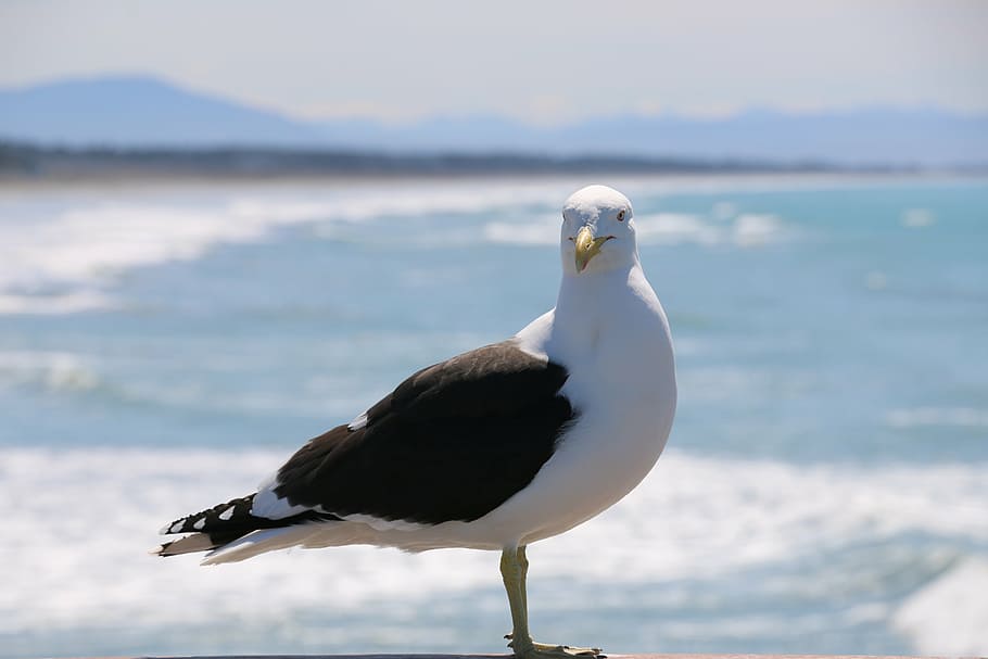 bird, beach, seagull, gannet, animal wildlife, animal themes HD wallpaper