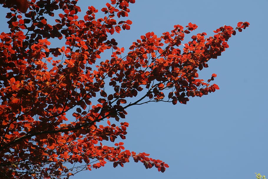 Leaves, Red, Tree, Nature, Spring, Air, contrast, beauty in nature HD wallpaper